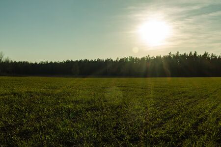 Green grass meadow at sunset timeの写真素材