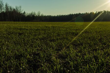 Green grass meadow at sunset timeの写真素材