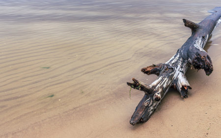 Beach coastline  water washed tree part detail viewの写真素材