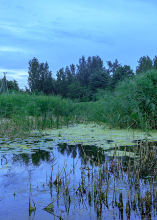 Country side lake green water plants