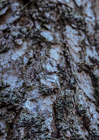 Tree wood bark textured macro close upの写真素材
