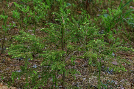 Green soft tree yong plant spruce is growing, dead leafs ground