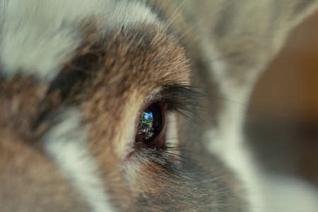 Brown fluffy farm rabbit eye and lashes close upの写真素材