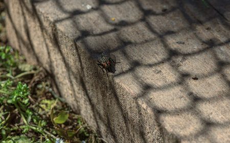 Fly insect enjoy sun, shadow from cage