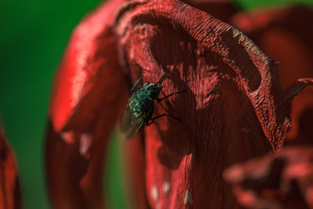 Red tulip dry flower, green fly insect on flower