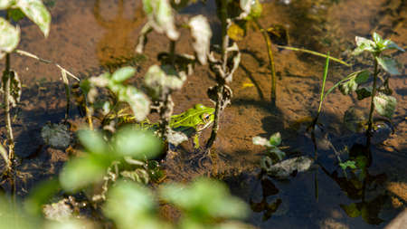 Light green frog sitting in river water greensの写真素材