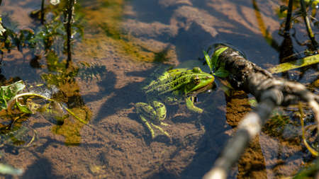 Light green frog sitting in river water greensの写真素材