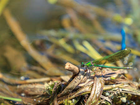 Green dragonfly sitting on washed river water treeの写真素材