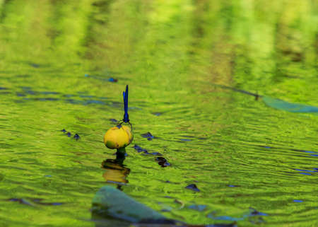 Blue dragonflys sitting on yellow water lilie, river flower plants and water bugsの写真素材