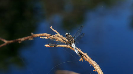 Light blue large dragonfly with open transparent color wings on tree near river
