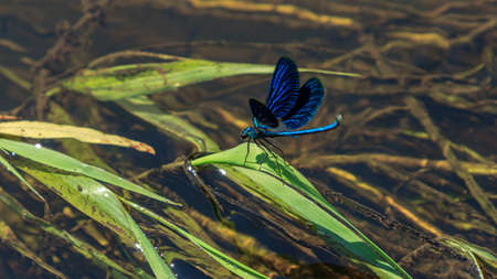 Blue color dragonfly river water beautiful insect with open wingsの写真素材