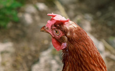 Farm living bird brown chicken looking around, head portrait, beak and crestの写真素材