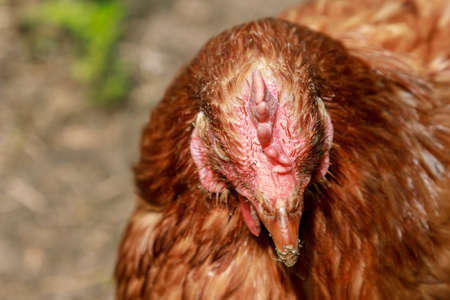 Farm living bird brown chicken looking around, head portrait, beak and crestの写真素材