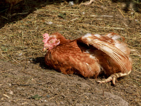 Farm living bird brown chicken fall to sleep, head portrait, beak and crestの写真素材