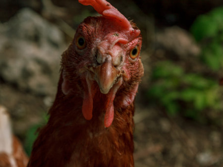 Farm living bird brown chicken looking around, head portrait, beak and crest