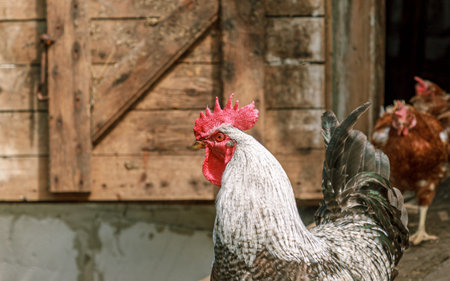Farm living bird rooster looking around, head portrait, beak and crest