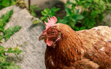 Farm living bird brown chicken fall to sleep, head portrait, beak and crestの写真素材