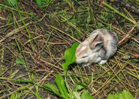 Little fluffy light brown baby rabbit, farm animal eating green grassの写真素材