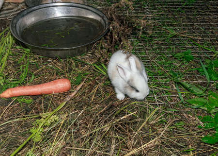Little fluffy baby rabbit  farm animal, vegetables orange carrot foodの写真素材