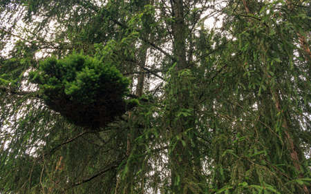 Green soft tree grew interesting bird nest form branch into the woodsの写真素材