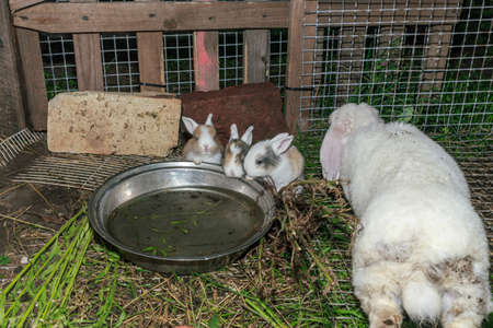Little fluffy baby rabbits drinking water, white boy fore ground, farm animalの写真素材