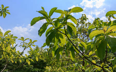 Tree batch with light green leafs at sunny day and blue skyの写真素材