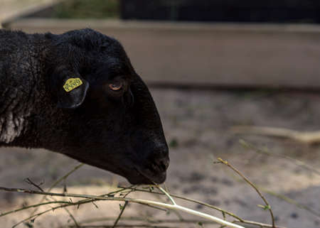 Black wool heal sheep eating in Riga zoo houseの写真素材