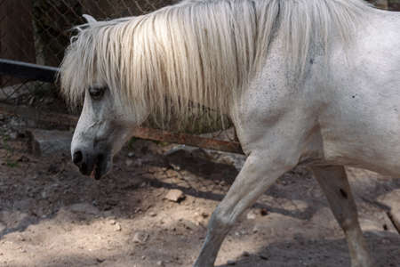White little horse in paddock back view, at Riga zoo parkの写真素材