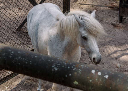 White little horse in paddock at Riga zoo parkの写真素材