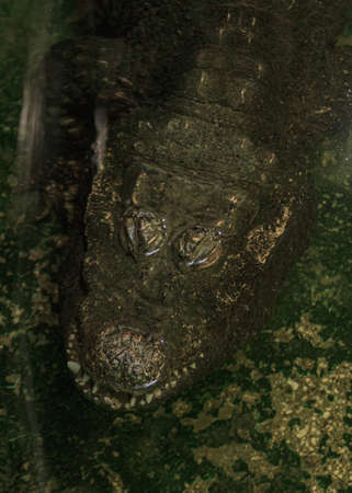 Crocodile reptile with long jaws, long tail, short legs, and a horny textured skin, head portrait pictureの写真素材