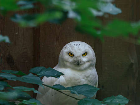 White owl fluffy beautiful bird mother with yellow eyes looking on youの写真素材
