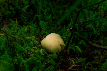 Yellow fly agaric mushroom growing in a green rain forest, blur backgroundの写真素材
