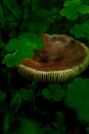 Brown dog mushrooms growing in a green rain forest, spore producing close up