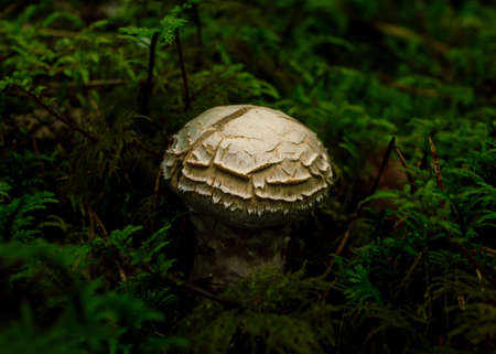 White death cup poison
mushroom growing in a green rain forest, blur moss backgroundの写真素材
