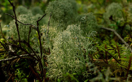 Moss covered ground in green natural rain forestの写真素材