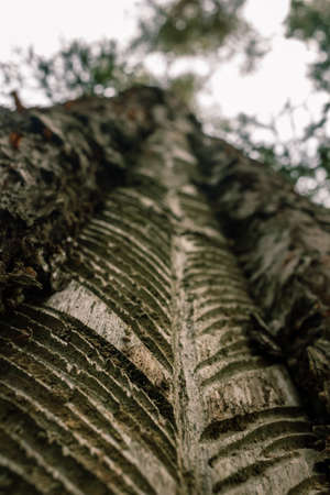 Carved soft tree view, resin extraction old method tehniqueの写真素材