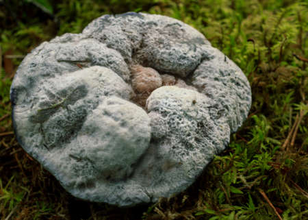 Large mouldy grey mushroom growing in green rain forest moss covered groundの写真素材