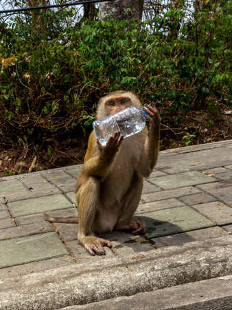 Phuket, Thailand, A monkey hill were you can feed a monkeys but be ceryfuly don't touch primatesの写真素材