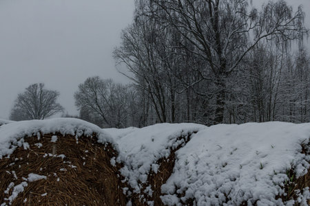 Hay roll covered with forst white snow, winter time weatherの写真素材