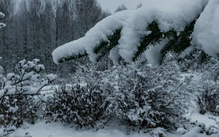 Snow covered frozen forest trees, winter time first snow, grey skyの写真素材