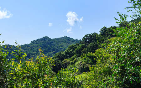 Thailand natural green trees viewの写真素材