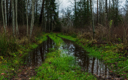 Driving road to the natural soft tree forest, water leaked country side trail,の写真素材