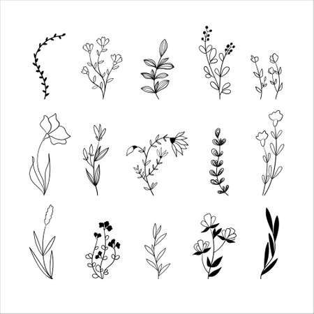 Set of leaves, plants and flowers. Black botanic sketch isolated on white background. Natural herbs in minimalistic line style. Vector illustration.のイラスト素材