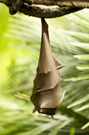 A Bat hanging upside down