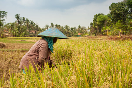 A rice farmer woman working on the rice fieldの写真素材
