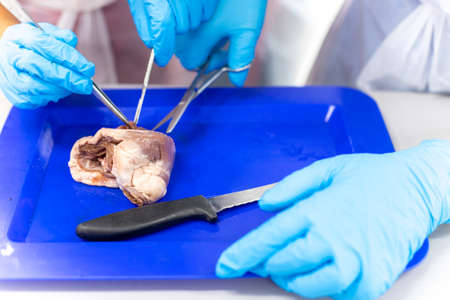 Medical students doing sheep heart dissection in the lab classの写真素材
