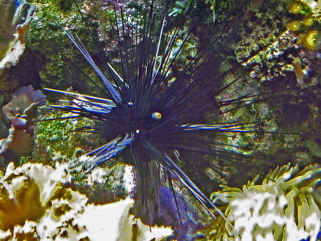 Sea urchin underwater