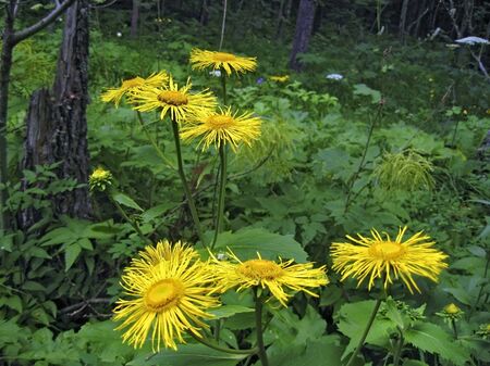 Yellow flower and green forestの写真素材