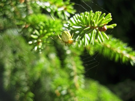 Fir pins and the spiderの写真素材