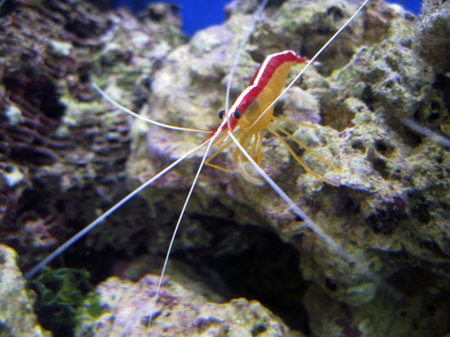 Red royal shrimp with a white moustacheの写真素材